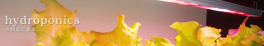 水耕栽培事業