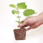 スポン土（スポンド）