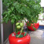 屋上菜園・屋上緑化-狭い場所を有効活用