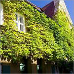 屋上菜園・屋上緑化-建物の保護